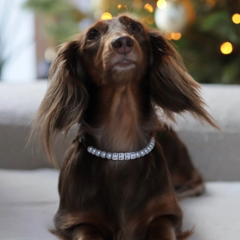 Adresówka dla psa z linki paracord – brązowa, Dark Brown