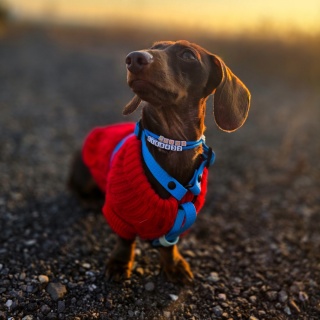 Adresówka dla psa z linki paracord – niebieska, Dark Blue