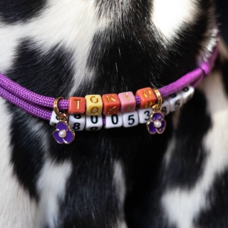 Adresówka dla psa z linki paracord – purpurowa, Purple