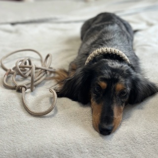 Obroża pleciona dla psa z linki paracord – beżowa, Beige