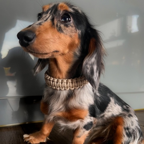 Obroża pleciona dla psa z linki paracord – beżowa, Beige