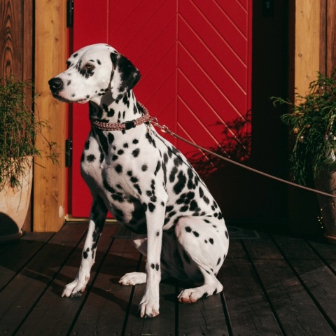 Smycz linowa miejska dla psa (mini i standard) – brązowa, Chocolate Brown