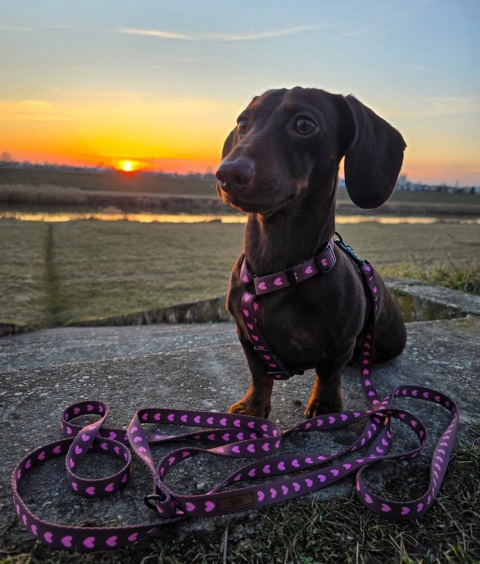 Smycz miejska dla psa w serduszka, personalizowana, brązowa – Psiamore