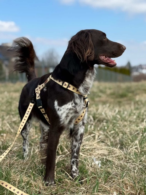 Szelki guard dla psa w serduszka, kremowe, personalizowane – Psiamore