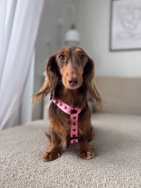 Szelki guard dla psa w serduszka, różowe, personalizowane – Psiamore