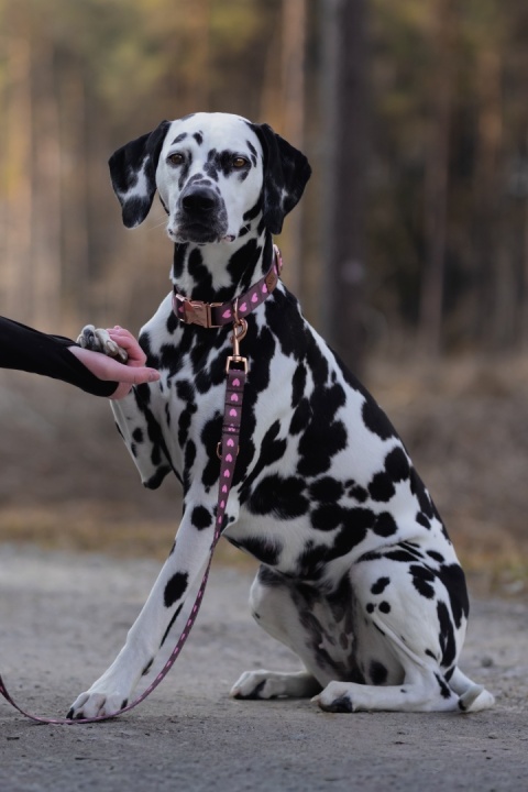 Obroża dla psa w serduszka, brązowa, regulowana z klamrą – Psiamore