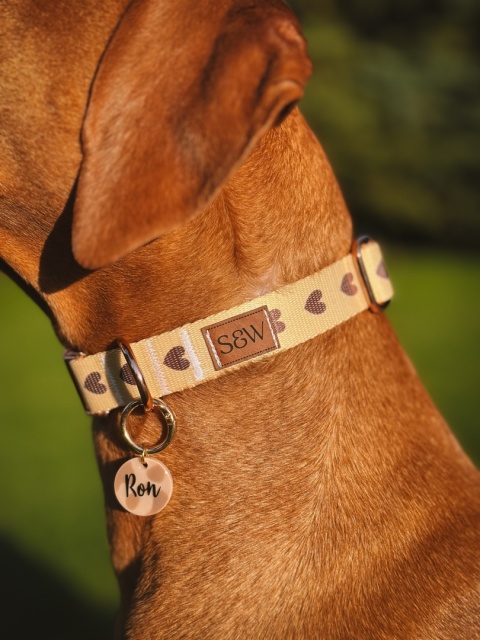 Obroża dla psa w serduszka, kremowa, regulowana z klamrą – Psiamore