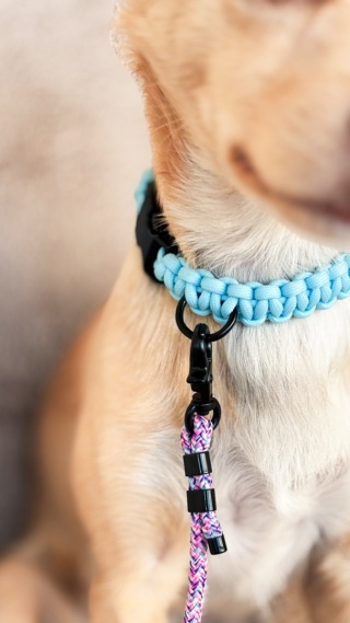 Obroża pleciona dla psa z linki paracord – błękitna, Baby Blue