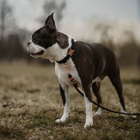 Obroża pleciona dla psa z linki paracord – czarna, Black Moon