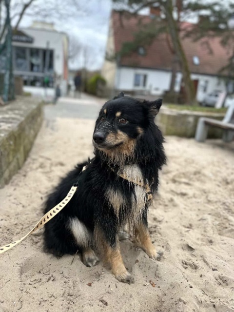 Szelki guard dla psa w serduszka, kremowe, personalizowane – Psiamore